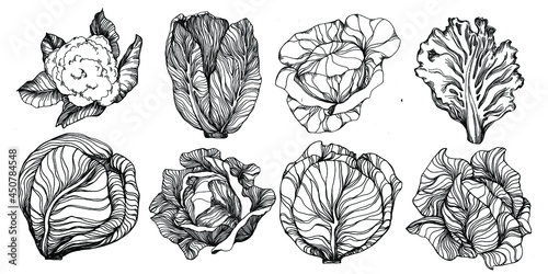 Cabbage hand drawing sketch vector illustration. Isolated vegetable engraved style object. The best for design logo, menu, label, icon, stamp. Vintage style.