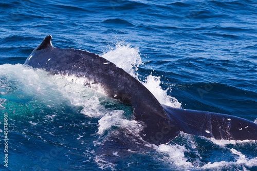 Humpback whales as they travel south down the east Australian coastline as they continue on their epic migration 