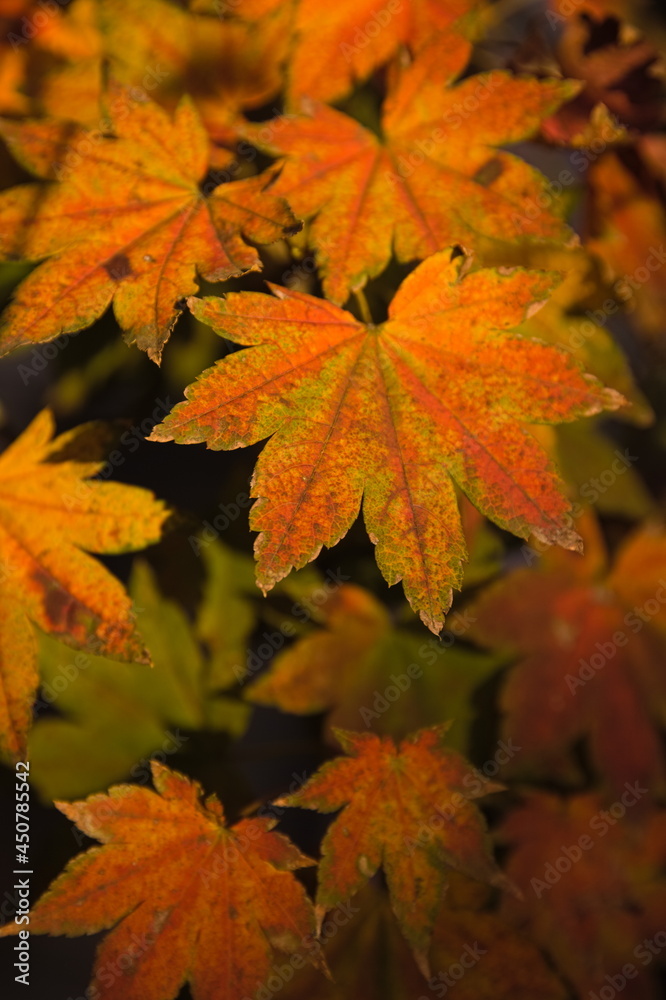 紅葉 紅葉