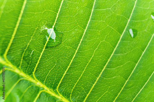 Close-up,Beautiful fresh green leaf with drop of water nature background.