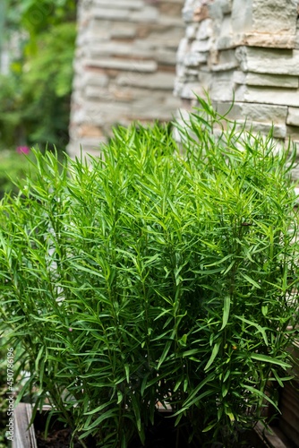 vegetable, aromatic, healthy, food, ingredient, health, herbal medicine, fresh, growth, garden, plant, tarragon, leaf, nature, natural, green, grass, closeup, outdoor, herbal, macro, organic, herb