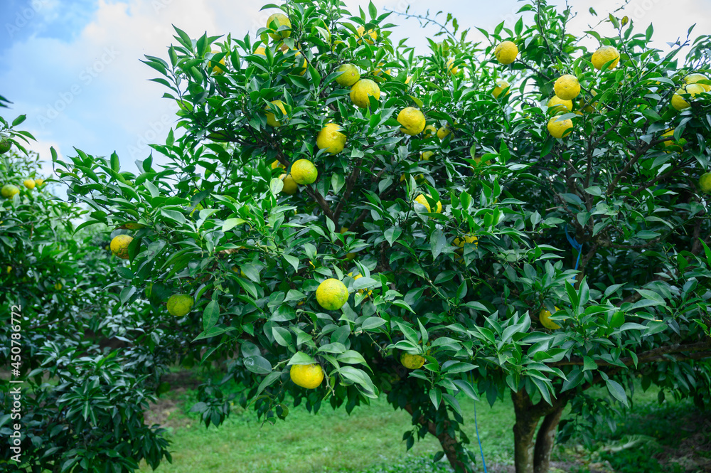 黄色のおいしそうな実がなるゆずの木、ゆず畑、鹿児島、日本