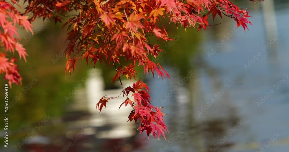 Video of fixed shot of red autumn leaves. Video of fixed shot of red autumn leaves.