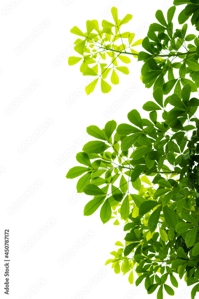 green leaves background