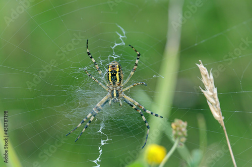 Ventral side of a wasp spider (Agriope bruennichi) in it's orb-web. Web shows stabilimentum.