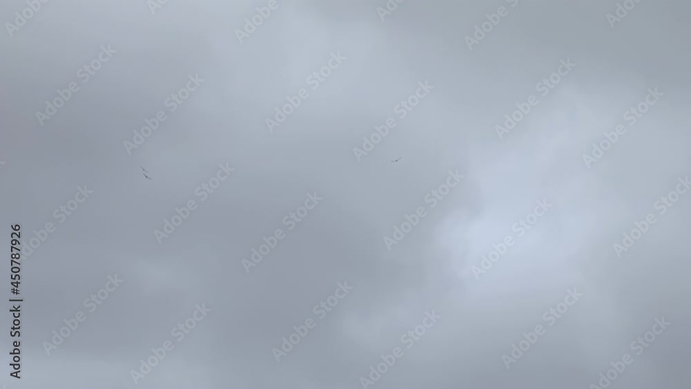 Andean Condors, One of the Largest Flying Bird in the World, on Stormy Sky in the Andes Mountains. Andean Condors, One of the Largest Flying Bird in the World, on Stormy Sky in the Andes Mountains.