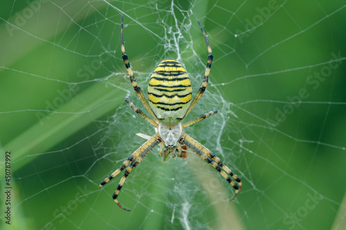 Female wasp spider (Agriope bruennichi) in it's orb-web with some prey.