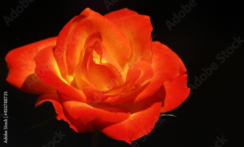 beautiful red color rose with dark background