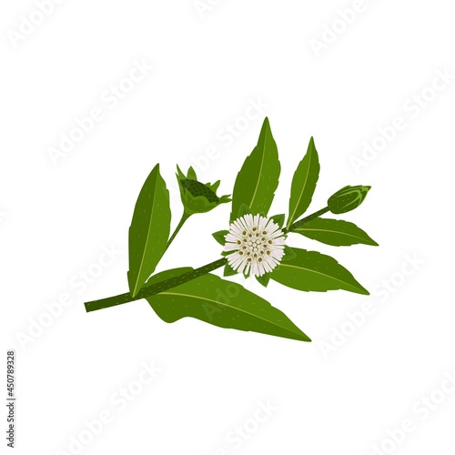 Vector illustration, Eclipta Alba, Eclipta Prostrata or Bhringraj, also known as False Daisy, isolated on white background, herbal medicinal plant effective in Ayurvedic medicine.