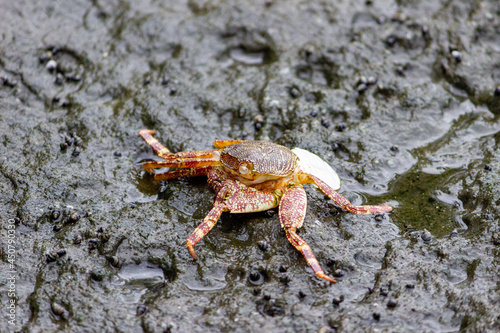 Crab on tidal rock