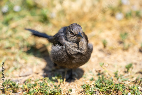 Female Brewer s Blackbird  Euphagus cyanocephalus 