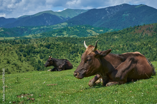 Red cow resting on a mountain pasture © Rejdan