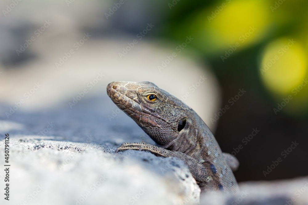 Gallotia galloti, blight lizard resting on white rock in Tenerife, Spain. Gallotia galloti, blight lizard resting on white rock in Tenerife, Spain.