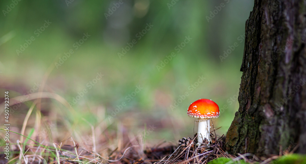 An inedible mushroom is a red fly agaric near a tree. Forest poisonous mushroom red fly agaric. Beautiful forest background with a red mushroom close-up. An inedible mushroom is a red fly agaric near a tree. Forest poisonous mushroom red fly agaric. Beautiful forest background with a red mushroom close-up.