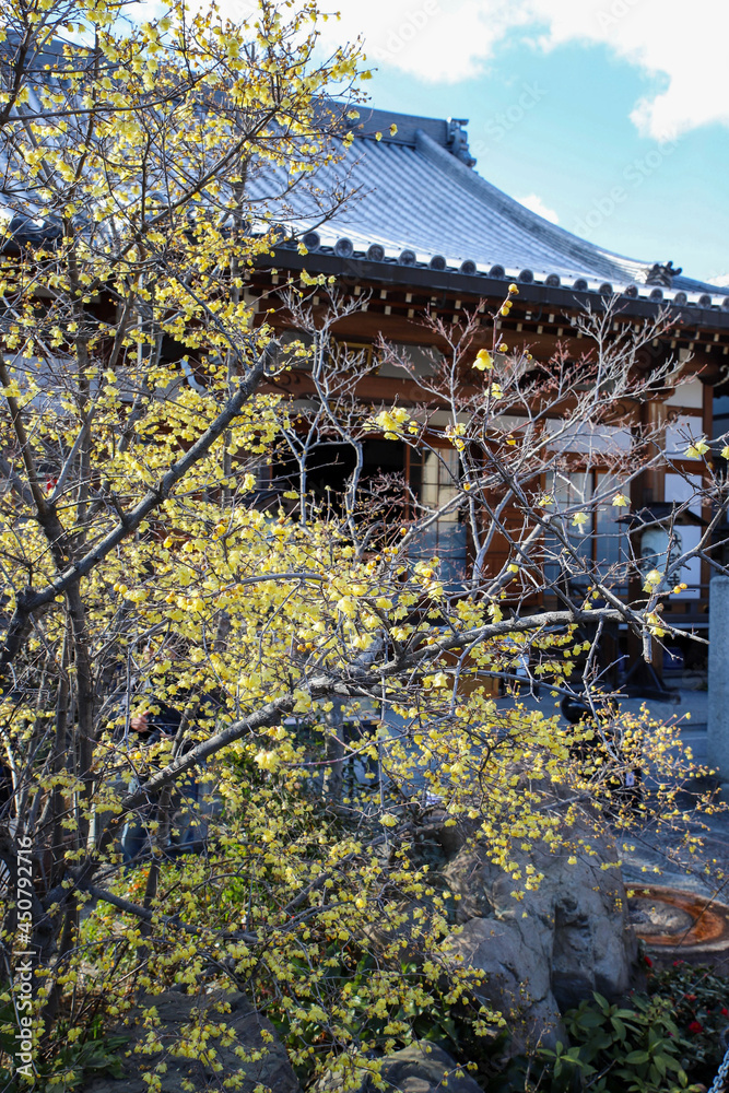Fototapeta premium 大蓮寺境内の満開の蝋梅