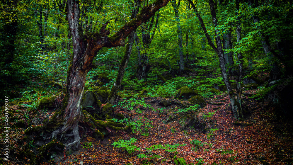 Beautiful mysterious green forest scene Beautiful mysterious green forest scene