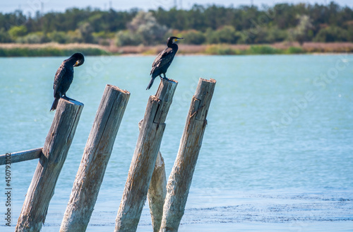 A flock of cormorants sits on a old sea pier © Dmitrii Potashkin
