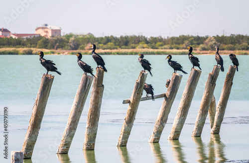 A flock of cormorants sits on a old sea pier