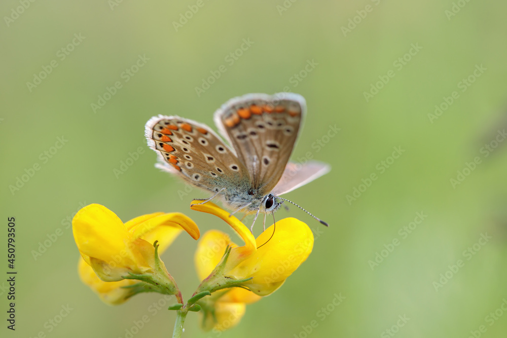 Female common blue butterfly (Polyommatus icarus) feeding nectar on a yellow lotus blossom. Female common blue butterfly (Polyommatus icarus) feeding nectar on a yellow lotus blossom.