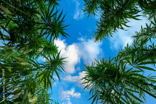 Green ripe hemp stalks on blue cloudy sky background low angle wide view