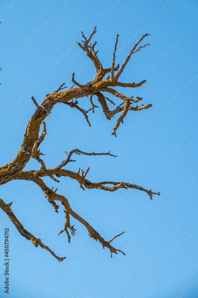 Autumn or winter tree branches without leaves against a clear blue sky.