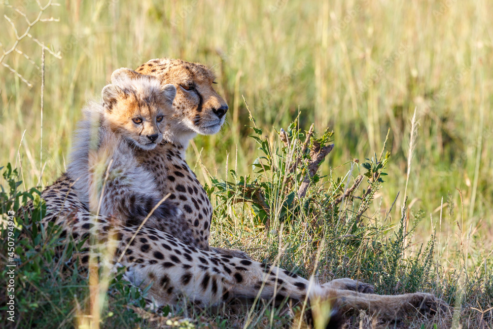 Naklejka premium Cheetah with a cub relaxing in the shadow