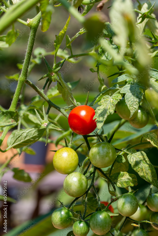 Close up abstract texture view of cherry tomatoes in stages of ripeness, on a tomato plant with defocused background
Close up abstract texture view of cherry tomatoes in stages of ripeness, on a tomato plant with defocused background