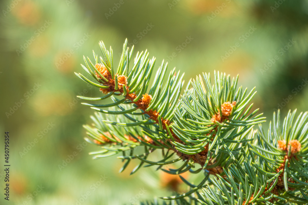 Background of green spruce branches in sunset light