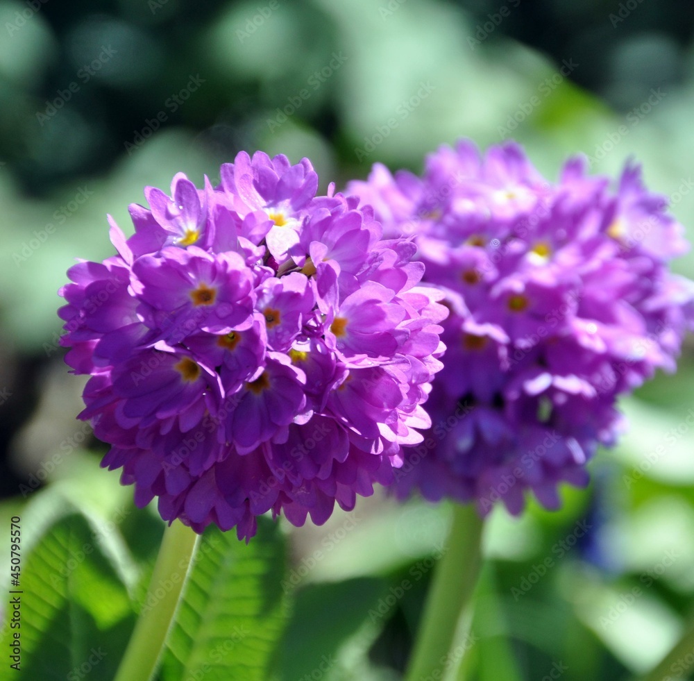 Kugelprimel im Garten Kugelprimel im Garten