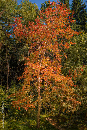 Bright orange aspen tree in autumn on a sunny day