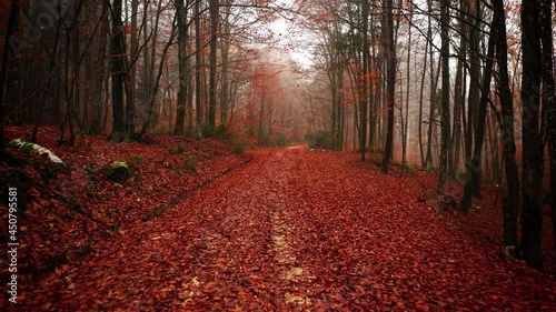 Beautiful autumn season forest road with dreamy realistic  flying leaves.