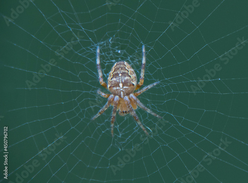 Close up of a small European Garden Spider (Araneus diadematus) in the UK