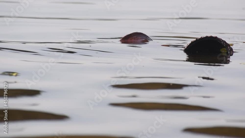 Camera zooming towords Statue after ritual in dirty Ganges river water, Varanasi,India photo