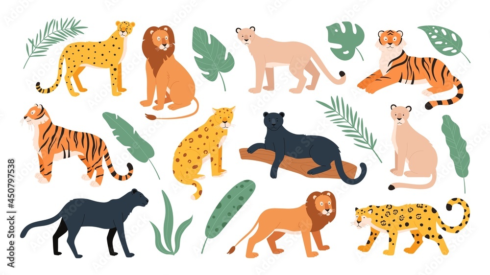 Big feline family animals, tiger, lion, cheetah and leopard. Wild cats from  savanna and tropical forest. Jaguar and panther flat vector set Stock  Vector | Adobe Stock