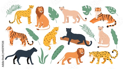 Big feline family animals, tiger, lion, cheetah and leopard. Wild cats from savanna and tropical forest. Jaguar and panther flat vector set