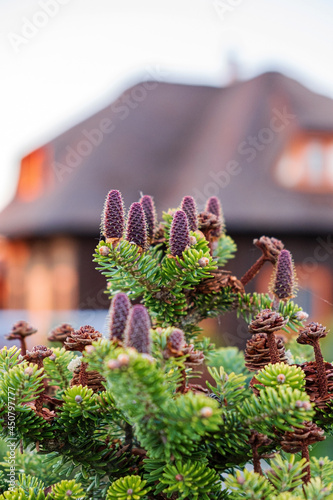 Closeup of beautiful fir branch with cones