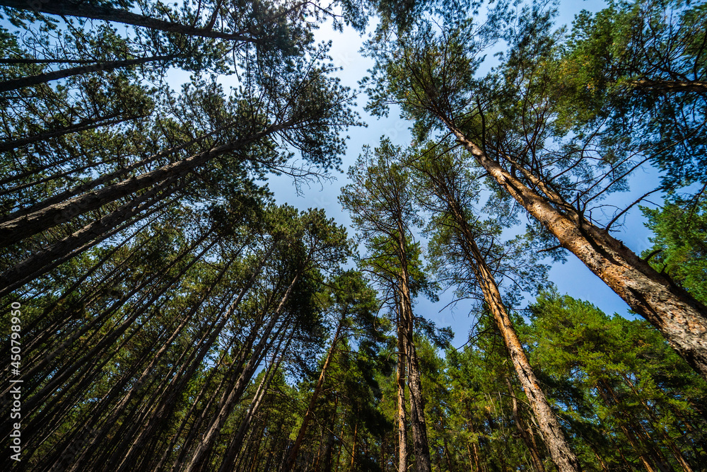 Fototapeta premium Natural forest background