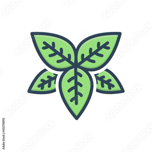 Color illustration icon for basil