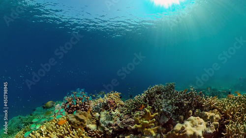 Tropical Blue Water Colorful Fishes. Tropical underwater sea fish. Philippines. © Alex Traveler