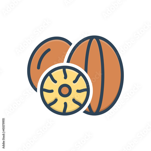Color illustration icon for nutmeg