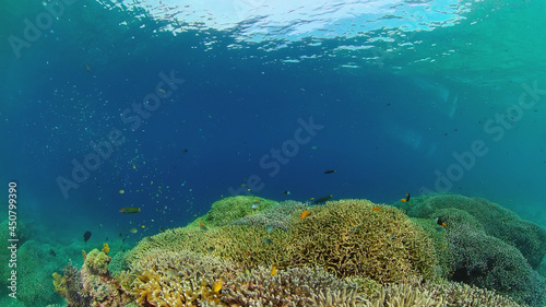 The underwater world of coral reef with fishes at diving. Coral garden under water. Philippines.