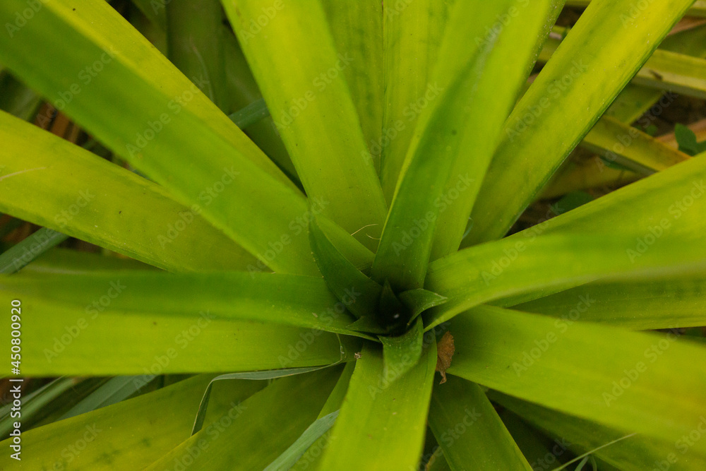 Obraz premium green pineapple leaf