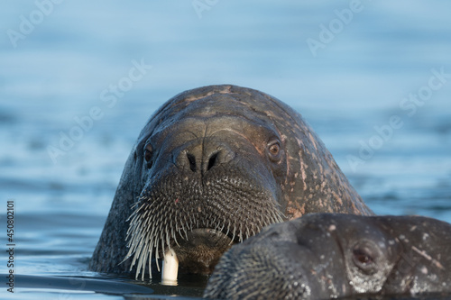 Walrus resting in Svalbard