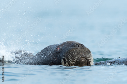 Walrus resting in Svalbard