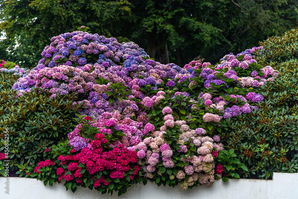Rhododendron garden, in red, white, pink, and purple color