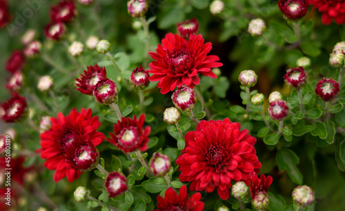 close-up of fresh young flowers of red chrysanthemum.