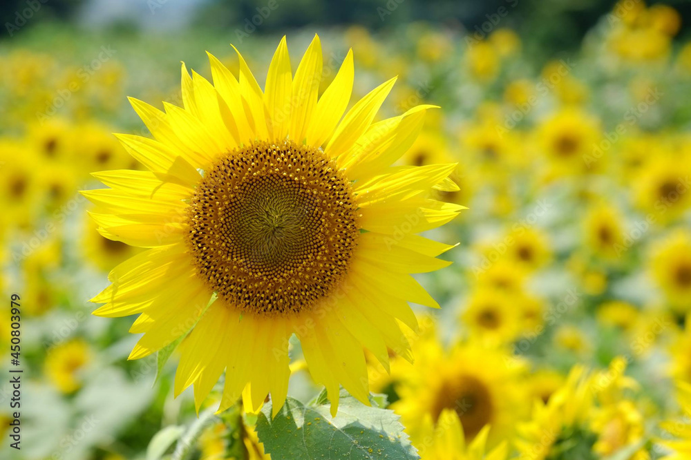 sunflower field in summer