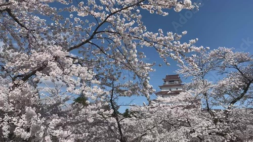 会津若松城 鶴ヶ城 国指定史跡 桜 福島県