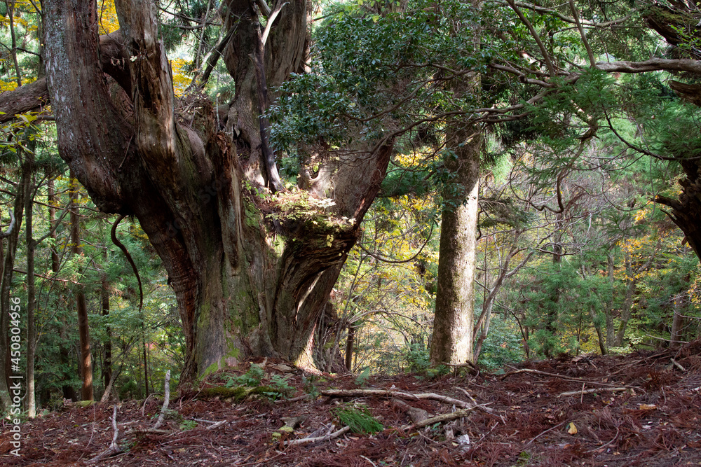 Fototapeta premium 原生林 古代杉 環境保護 杉