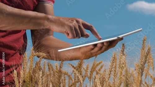 Farmer agronomist in field wheat at sunset. Ecoculture farm. Senior farmer, business owner looks in tablet in field wheat. Senior agronomist with tablet in hands. Farmer agronomist checks eco-crops photo